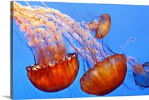 Jelly fish at Monterey Aquarium, California.