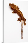 Juvenile crested gecko lizard crawling