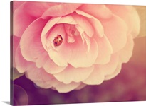 Ladybird on petal of single pink Camellia flower, in garden at spring time.