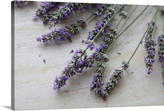 Lavender Flowers