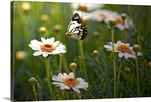 Lone butterfly seeking out flower to land on.