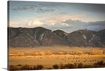 Longhorn cattle graze base of mountains in rural Montana near the Bitteroot Valley.