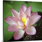 Lotus flower.
