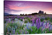 Lupines and Church of Good Shepherd, located at Lake Tekapo, New Zealand