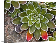 Macro image of Saxifraga paniculata plant with  leaves turning red.