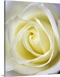 Macro image of the inside of a white rose.