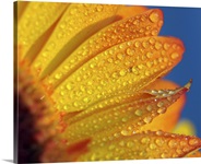 Macro yellow flower with rain drops