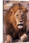 Male lion in Ngorongoro Crater , Tanzania
