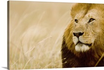 Male lion (Panthera leo) portrait, Masai Mara, Kenya