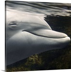 Mateo, young dolphin in Acquario di Genova.