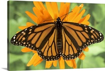 Monarch butterfly (Danaus plexippus) on pot marigold (Calendula officinalis).
