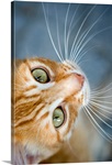 Orange Tabby Cat