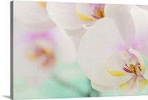 Orchids in bloom, close-up.