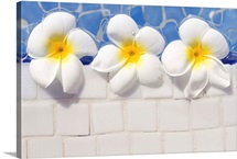 Over head view of frangipani flowers floating in swimming pool.