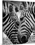 Pair of zebra feeding on grass in zoo.
