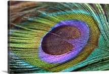 Peacock feather close up.
