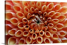Petal detail from heart of an orange dahlia.