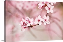 Pink blossoms.