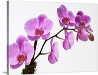 Pink phalaenopsis orchid spray