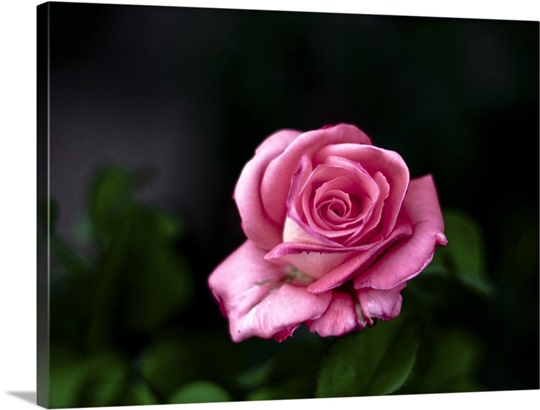 Pink rose against dark background. Photo Canvas Print ...