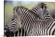 Plains Zebra (Equus quagga) pair, Haga Game Park, Harare, Zimbabwe
