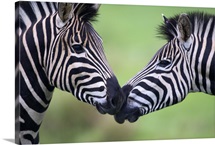 Plains zebra (Equus quagga) pair interacting