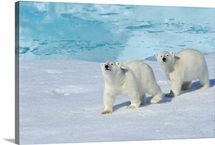 Polar bear, two cups on pack ice, North East Greenland Coast, Greenland, Arctic