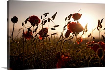 Poppies and grasses in natural setting.