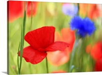 Poppy field with cornflowers, Vancouver, BC.