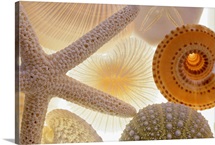 Seashells and starfish