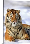 Siberian Tiger, Panthera tigris altaica, Asia, young male in winter