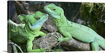 Small iguanas, Germany