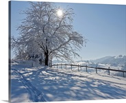 Snow covered tree with sun shining through it, Switzerland.