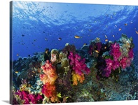 Soft corals on shallow reef, Fiji