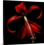 Special red lily on black background.