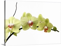 Spray of pale green phalenopsis orchid