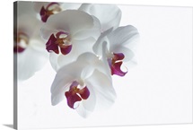 Sprig of white and pink Orchid blossoms (phalaenopsis) on bright white background.