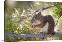 Squirrel eating a pine cone.
