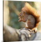 Squirrel in winter on bark of tree.