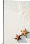 Starfish on tropical beach.