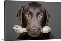 Studio portrait of chocolate labrador carrying bone in mouth