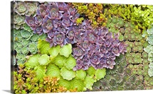 Succulents growing vertically on wall.