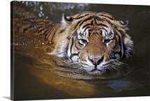 Sumatran tiger swimming