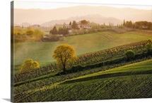 Sun sets through mist over vineyard in Tuscany.