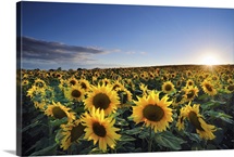 Sun setting over sunflower field.