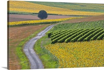 Sunflower field and road near Pons, France.