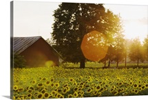 Sunflower Field At Sunset With A Barn