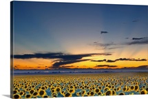 Sunflower field illuminated by beautiful rays during sunset.