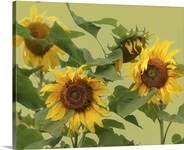 Sunflowers on pale green background.