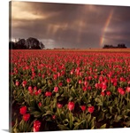 Sunset at tulip farm in Woodburn, Oregon.